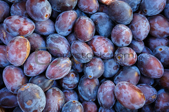 ripe purple and blue Plums (Blackthorns)