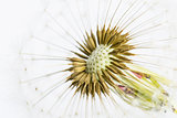 Macro shot of dandelion seed bulb