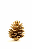 golden Christmas fir-cone  on a white background