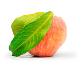 Peach and leaf