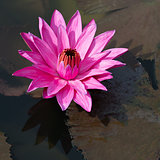 Fuchsia-colored star lotus flower