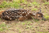 Baby Fallow Deer