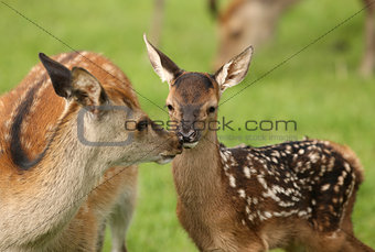 Young Fallow Deer and mother