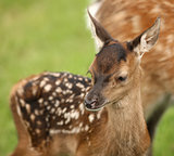Baby Fallow Deer