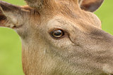 Red Deer close up