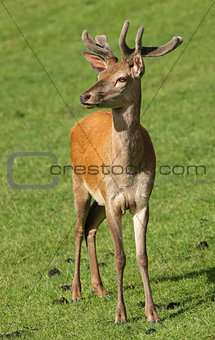 Young male Red Deer