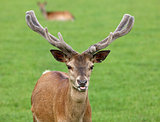 Young male Red Deer