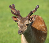 Young male Fallow Deer