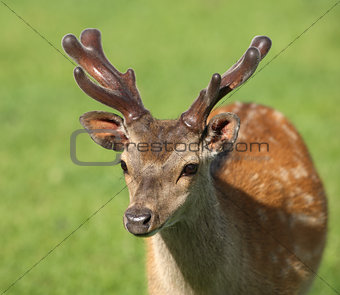 Young male Fallow Deer