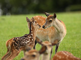 Young Fallow Deer and mother