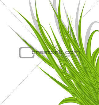 Summer green grass isolated on white background