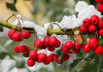 Red berrys on the branch.