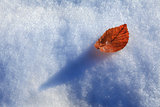 Leaf on snow.