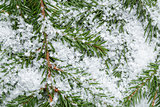 composition from fir twigs with snowflakes