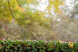 green hedge with autumn leaves and blurry background