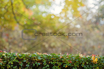 green hedge with autumn leaves and blurry background