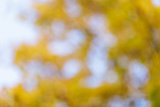 autumn out of focus background