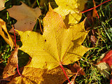 autumn leaves on the ground close up