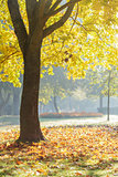 autumn morning in park with maple trees