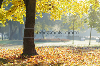 autumn morning in park with maple trees