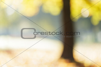 autumn maple out of focus background