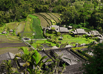 Asia. View of the rice plantations