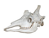 Skull of giraffe isolated on white
