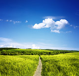 Path through the meadows