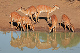 Nyala antelopes drinking