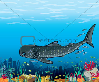 Whale shark and coral reef.