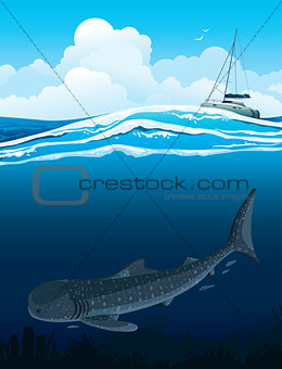 Whale shark and boat