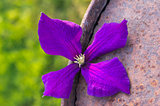 Blossom of clematis