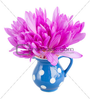 posy of meadow saffron isolated on white