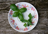 Basil and mint