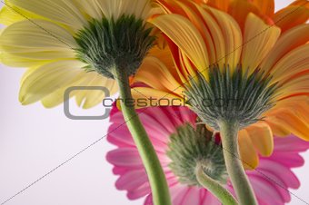 Color flowers