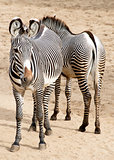 Grevy's zebra
