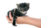 kitten in hand
