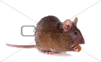 eating mouse