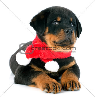 puppy rottweiler christmas