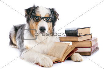 australian shepherd and books