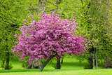 Blossoming pink tree