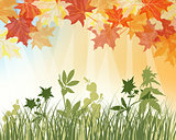 Meadow autumn background