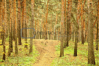 Walkway in morning autumn pinewood