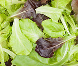Fresh mixed salad leaves
