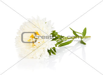 White aster flower