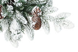 Fir tree branch with cones covered with snow