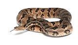 Timber rattlesnake - Crotalus horridus atricaudatus, poisonous, 