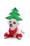 Puppy dog wearing Christmas tree hat