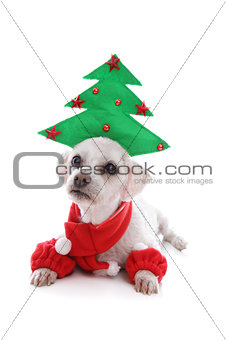 Puppy dog wearing Christmas tree hat