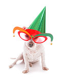 Pet with party hat and court jester glasses